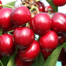 5038838001406 1 Cherry Prunus Sunburst Bush Colt 12L.jpg